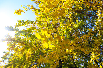 イエロー 紅葉 秋 銀杏 イチョウ