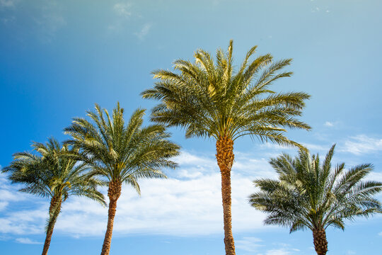 palm trees against the blue sky, vacation in a warm country. beautiful tropical background. Tourism concept