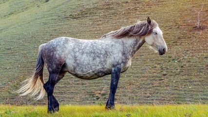 grey arabian horse in autumn field