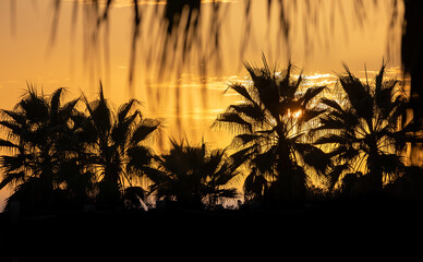Palm trees during a golden sunset, silhouette of palmtrees 