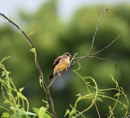 Red Avadavat (Amandava amandava), Red Munia or strawberry finch sitting on the branch.