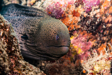 Close up of Moray Eel in coral reef of Red Sea / Egypt