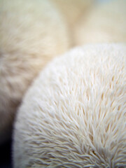 Korean deer rump mushrooms(Hericium erinaceum)