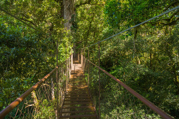 Hanging bridge in Panama