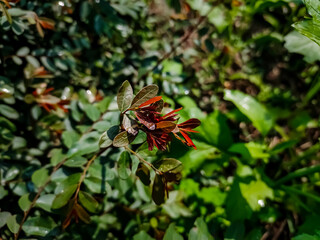 Breynia vitis-idaea, the officinal breynia, is a perennial tree-like species of Phyllanthaceae,...