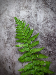 Green fern on a gray background. Patern. Background for design. Copy space.