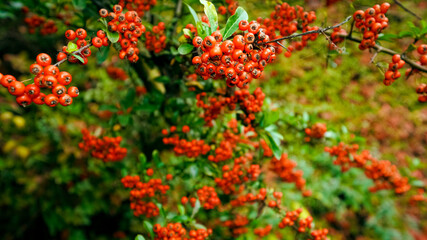 Autumn leaves and red berries 