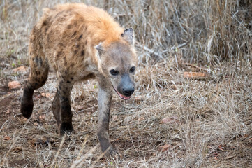 Spotted hyena moving though the bush