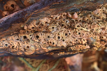 The rusty metal rod with the residence of the seashells by the sand beach in Sapporo Japan