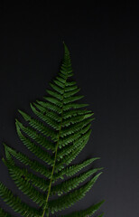 Green fern on a black background. Patern. Background for design. Copy space.