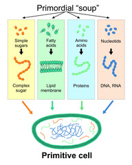Naklejka premium The formation of the primitive cell from the primordial soup