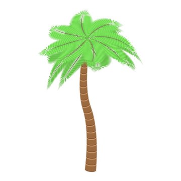 Nature palm tree icon. Isometric of nature palm tree vector icon for web design isolated on white background