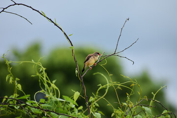 Red Avadavat (Amandava amandava), Red Munia or strawberry finch sitting on the branch.