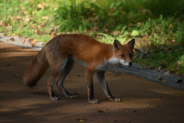 The wild fox appeared in the green hill park in Sapporo Japan