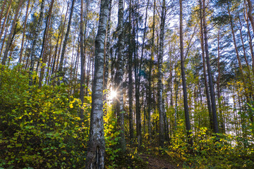 Autumn forest landscape with trees, sun peaking through birches
