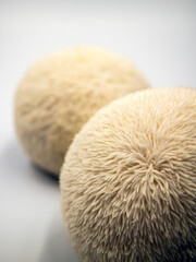 Korean deer rump mushrooms(Hericium erinaceum)
