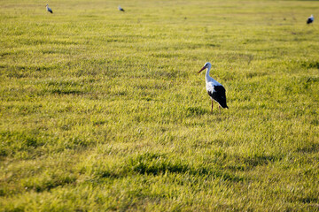 white stork hunting in a large field
