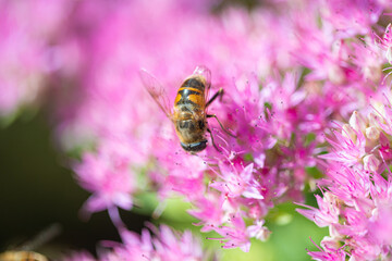 bee pollinating plant with pink flowers growing in garden at sunny day, close view