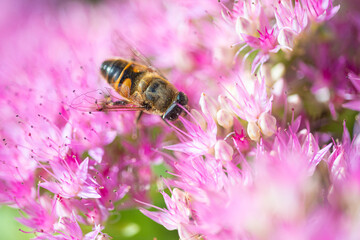 bees pollinating plant with red flowers growing in garden at sunny day, close view