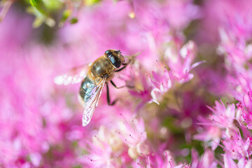 bee pollinating plant with pink flowers growing in garden at sunny day, close view