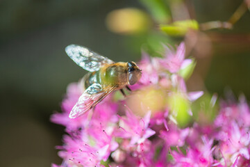 bee pollinating plant with pink flowers growing in garden at sunny day, close view