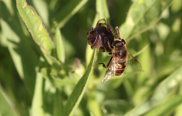 mouche