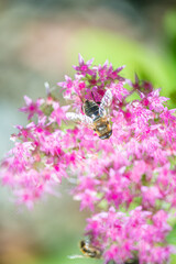 bee pollinating plant with red flowers growing in garden at sunny day, close view