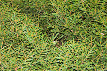 Isolated branches of spruce on a white background. Christmas green paws Christmas tree for design.