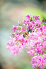spring, blossom, flower, tree, pink, branch, cherry, bloom, blooming, season, petal, sakura, botany, beauty, closeup, fresh, background, beautiful, bee, close, country, countryside, day, daylight, day