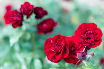 鮮やかな複数の赤いばらの花