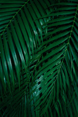 tropical green palm leaf and shadow, abstract natural background, dark tone