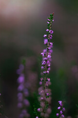 Heather