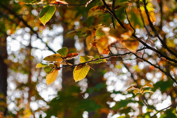Autumn