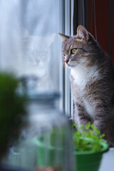 Sad cat sits on the windowsill and looks out the window