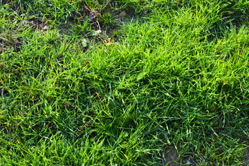 Long juicy bright green grass warmed and brightened by the autumn sun.