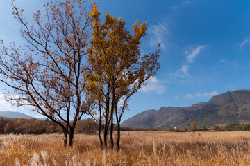 秋の久住タデ原湿原
