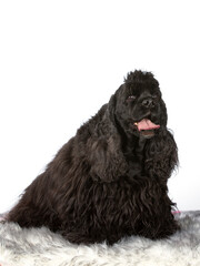 American cocker spaniel dog portrait taken in a studio. Groomed dog isolated on white, copy space.