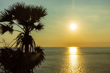 palm tree shadow at sunset time