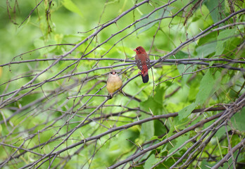 Red Avadavat (Amandava amandava), Red Munia or strawberry finch sitting on the branch.