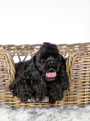 American cocker spaniel dog portrait taken in a studio. Groomed dog isolated on white, copy space.