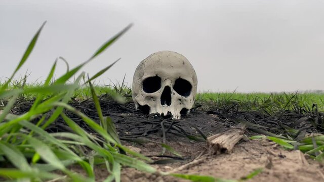 Human skull lies on ground.
