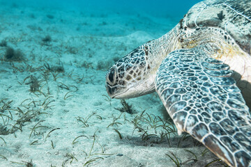 Naklejka na ściany i meble Green Sea Turtle in coral reef of Red Sea / Egypt