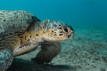 Green Sea Turtle in coral reef of Red Sea / Egypt