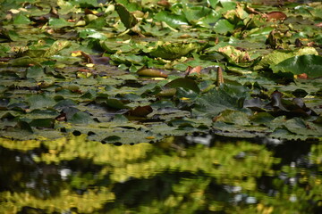 The floating of the lotus flower leaves in Sapporo Japan