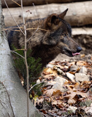 The Iberian wolf, Canis lupus signatus, hides behind a tree and sticks out its tongue