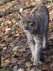 Naklejka na ściany i meble The Scandinavian lynx, Lynx lynx lynx, is slowly approaching the photographer