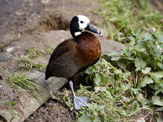 The white-faced Whistling Duck, Dendrocygna viduata, stands on a green lawn