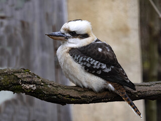 Laughing kookaburra, Dacelo novaeguineae, sits on a branch and observes the surroundings
