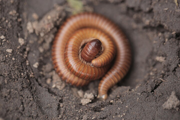 macro photography: closeup of a yellow and brown centipede, rolled, laying on a sandy ground, outdoors on a sunny day in the Gambia, Africa