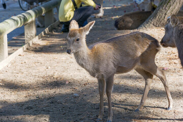 A cute deer in Nara Park in the afternoon